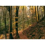 " Schwarzwald " őszi erdei fotográfia falikép