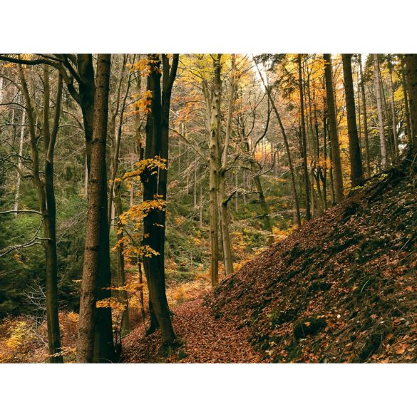" Schwarzwald " őszi erdei fotográfia falikép