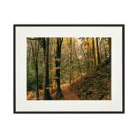 " Schwarzwald " őszi erdei fotográfia falikép
