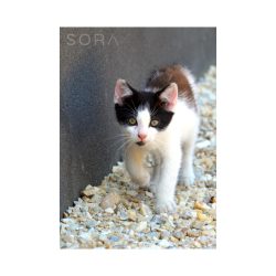 Tricolor kitten