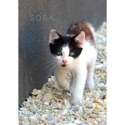 Trikolor kiscica fotográfia falikép