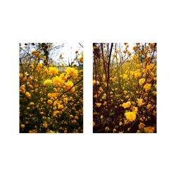Yellow flowers két darabos fotókollekció