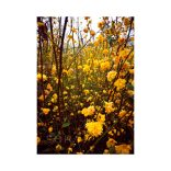 Yellow frenzy 2